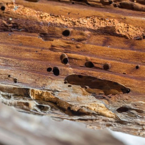 insectes xylophage dans le bois